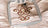 Telaio Husqvarna Do All Quilter's Hoop - Cucireonline